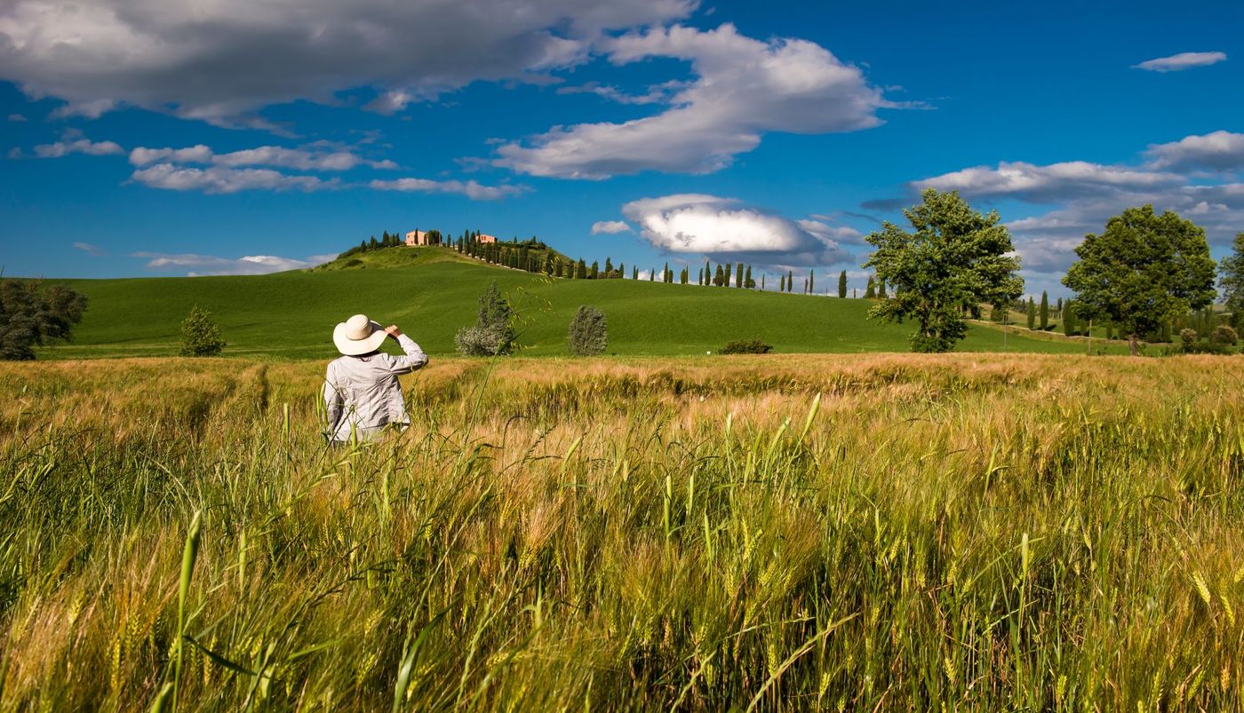 Wheat fields in Tuscany.jpg
